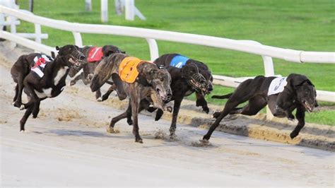 greyhound lay system|back and lay same greyhound.